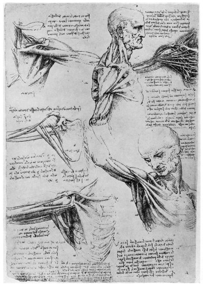 Studie van schoudergewrichten, 1510-1511 1954 door Leonardo da Vinci