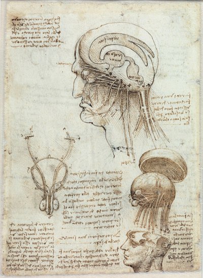 Onbekend beeld door Leonardo da Vinci