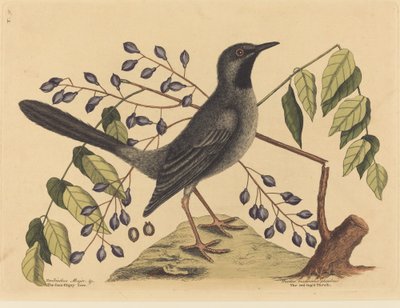 De Roodpootlijster (Turdus plumbeus) door Mark Catesby