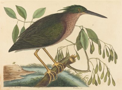 De Kleine Roerdomp Ardea virescens, gepubliceerd 1754 door Mark Catesby