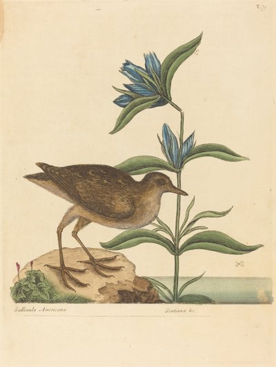 De Soree (Rallus Virginianus) door Mark Catesby