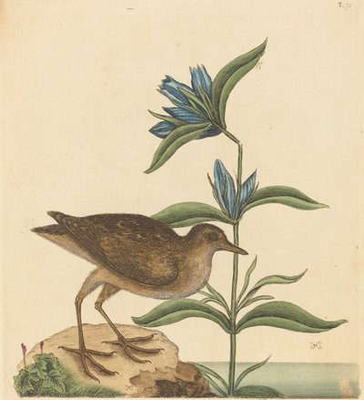 De Soree Rallus Virginianus, gepubliceerd 1731-1743 door Mark Catesby