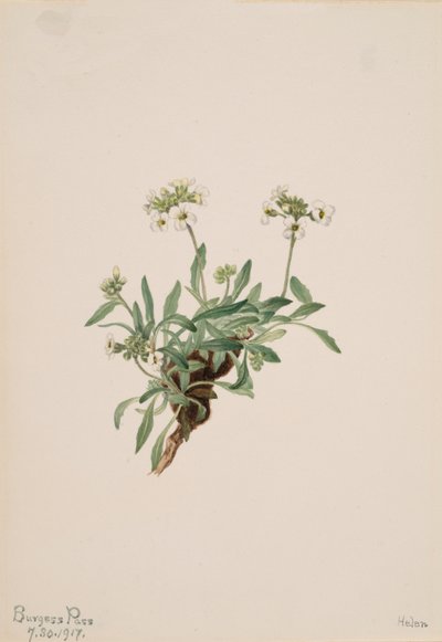 Arabis drummondii, 1917 door Mary Vaux Walcott