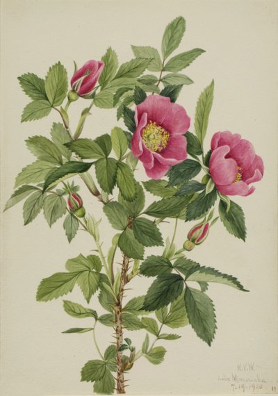 Bourgeau Roos Rosa bourgeauiana, 1920 door Mary Vaux Walcott