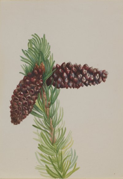 Bristle-Cone Pine Pinus aristata, ca. 1930s door Mary Vaux Walcott