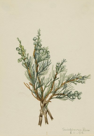 Kruipende jeneverbes Juniperus horizontalis door Mary Vaux Walcott