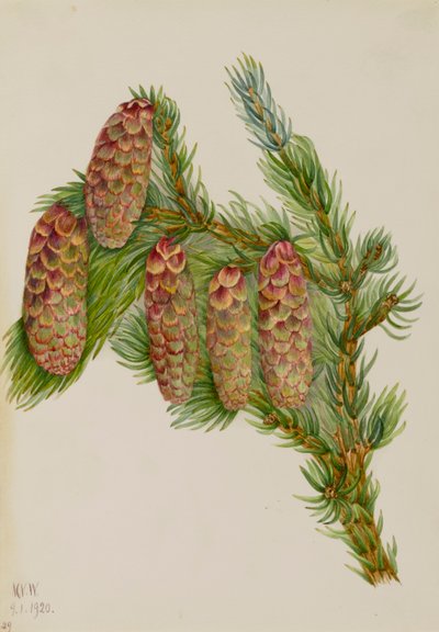 Engelmann-spar Picea engelmanni, 1920 door Mary Vaux Walcott