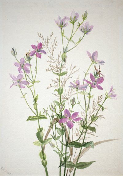 Gentianacease sabbalia angularis, 1880 door Mary Vaux Walcott