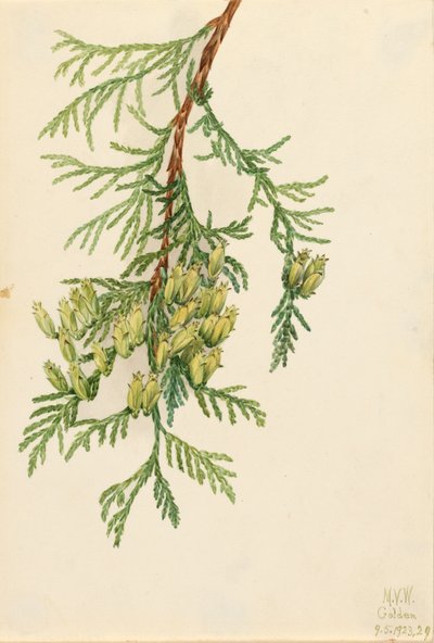 Reuzenlevensboom Thuja plicata, 1923 door Mary Vaux Walcott