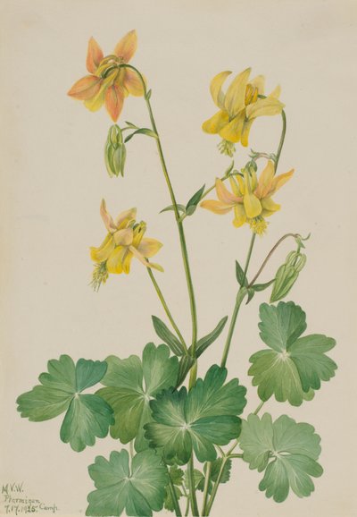 Citroengele akelei Aquilegia flavescens, 1925 door Mary Vaux Walcott