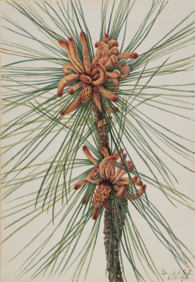 Loblolly-den Pinus taeda door Mary Vaux Walcott