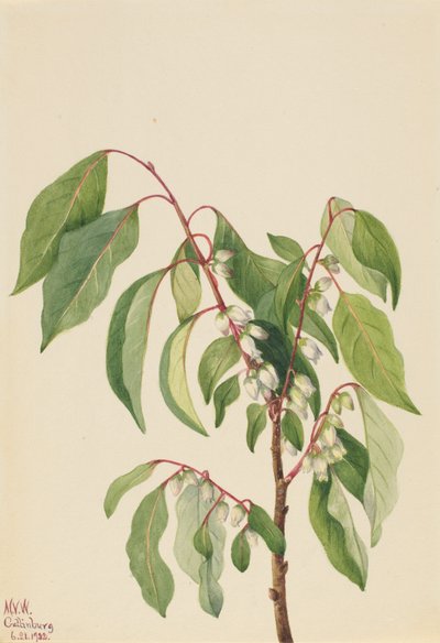 Persimmon Diospyros virginiana, 1932 door Mary Vaux Walcott