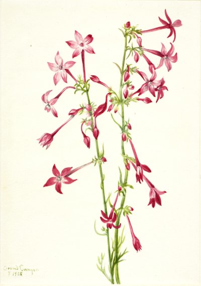 Scarlet Gilia Gilia aggregata door Mary Vaux Walcott