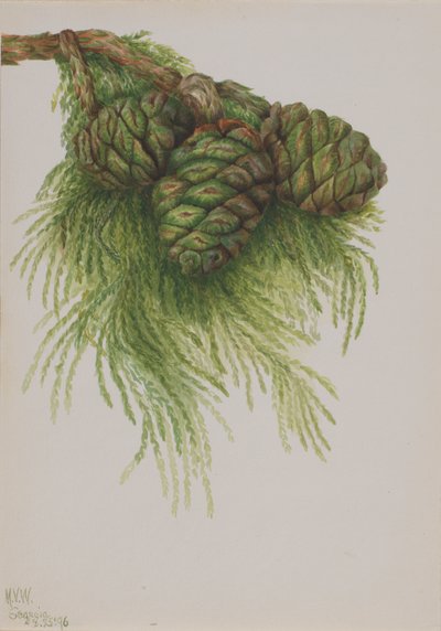 Sequoia Sequoia gigantea, 1896 door Mary Vaux Walcott