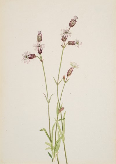 Silene multicaulis door Mary Vaux Walcott