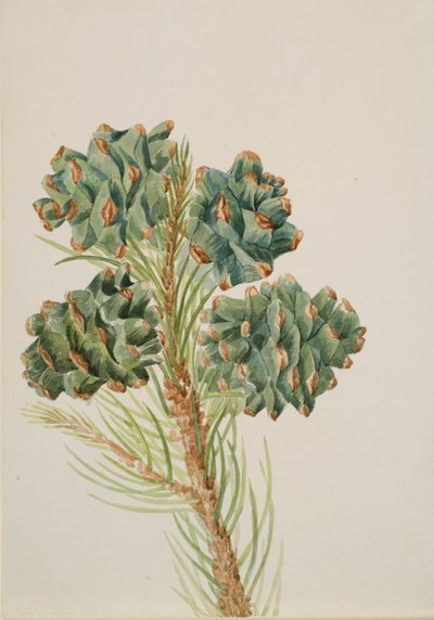 Enkelbladige Den Pinus monophylla, ca. 1930s door Mary Vaux Walcott