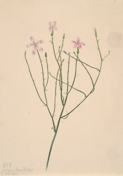 Skeletbloem Lygodesmia juncea, 1923 door Mary Vaux Walcott