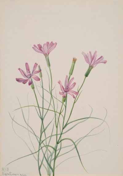 Skelet Onkruid Lygodesmia grandiflora, 1931 door Mary Vaux Walcott