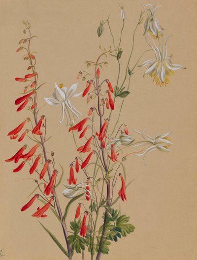 Zonder titel--Bloemenstudie, ca. 1883-1900 door Mary Vaux Walcott