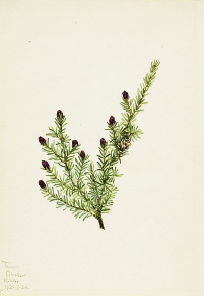 Westelijke Hemlock Tsuga heterophylla door Mary Vaux Walcott