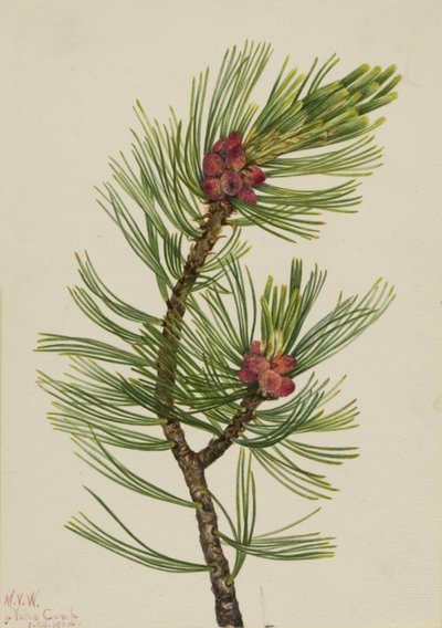 Witte Schorsden Pinus albicaulis, 1924 door Mary Vaux Walcott