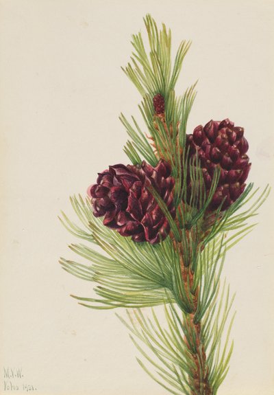 Witte den Pinus albicaulis, 1931 door Mary Vaux Walcott