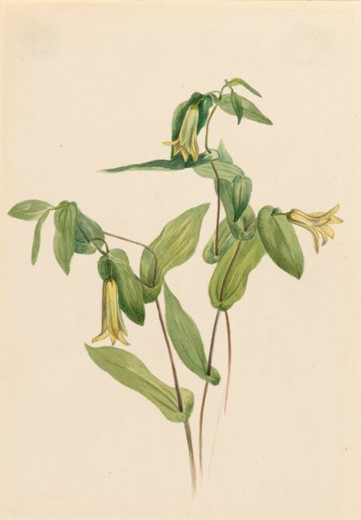 Hout Merrybells Uvularia perfoliata door Mary Vaux Walcott