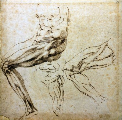 Studies van benen door Michelangelo Buonarroti