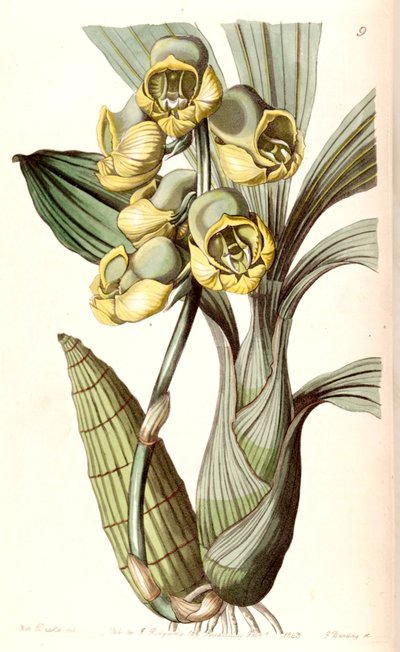 Catasetum planiceps door Miss Drake