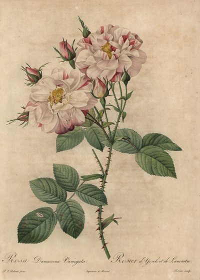 Roze en witte Damastroos, Rosa damascena door Pierre Joseph Redouté