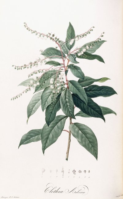 Clethra Arborea door Pierre Joseph Redouté