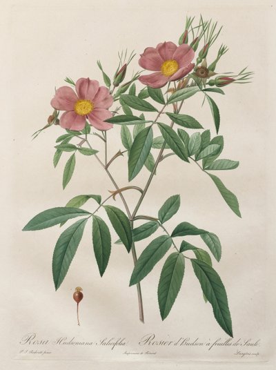 Les Roses: Rosa Hudsoniana Salicifolia door Pierre Joseph Redouté