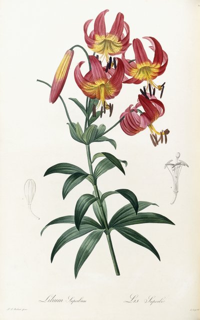 Lilium Superbum door Pierre Joseph Redouté