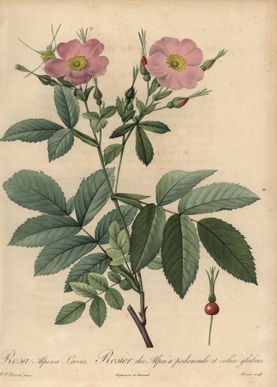 Roze alpenroos, Rosa pendulina door Pierre Joseph Redouté