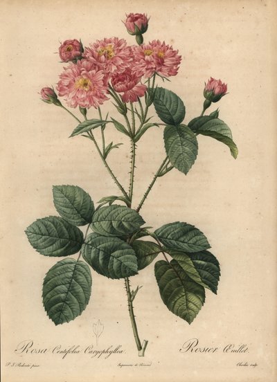 Roze anjerbladkoolroos, Rosa centifolia door Pierre Joseph Redouté