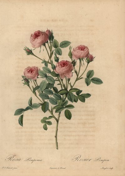 Roze pomponroos, Rosa centifolia door Pierre Joseph Redouté