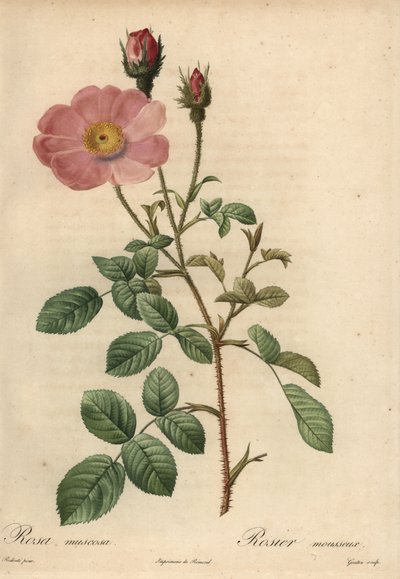 Roze roos, Rosa muscosa door Pierre Joseph Redouté