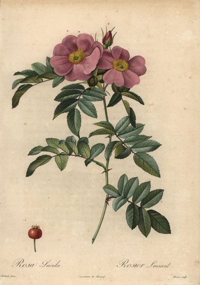 Violette Virginia roos, Rosa virginiana door Pierre Joseph Redouté