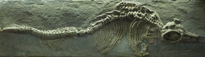 Ichthyosaurus Fossiel, Jura (Lias) periode door Prehistoric Prehistoric