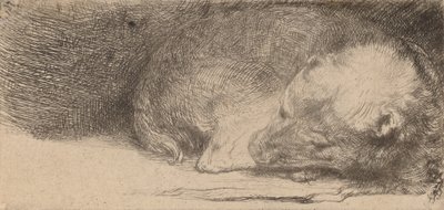 Slapende Puppy, c. 1640 door Rembrandt van Rijn