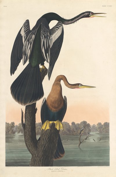 Zwartbuikdarter, 1836 door Robert Havell