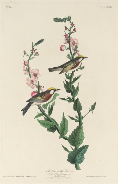 Chestnut-sided Warbler, 1829 door Robert Havell