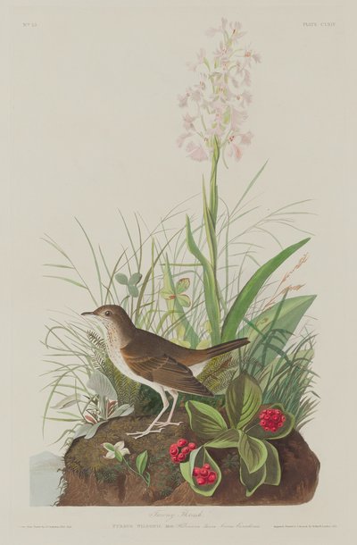 Tawny Thrush door Robert Havell