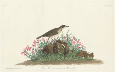 Prairie Titlark door Robert Havell, Jr. after John James Audubon