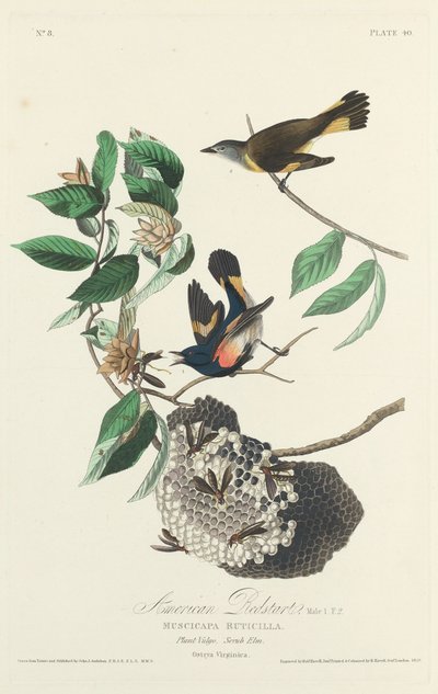 Amerikaanse Roodstaart door Robert Havell after John James Audubon