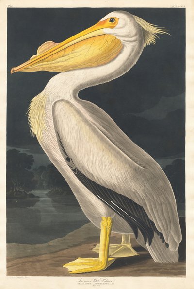 Amerikaanse witte pelikaan door Robert Havell after John James Audubon