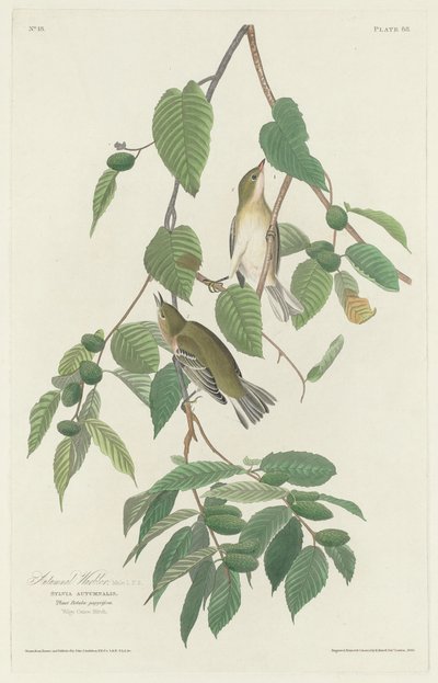 Herfstzanger door Robert Havell after John James Audubon