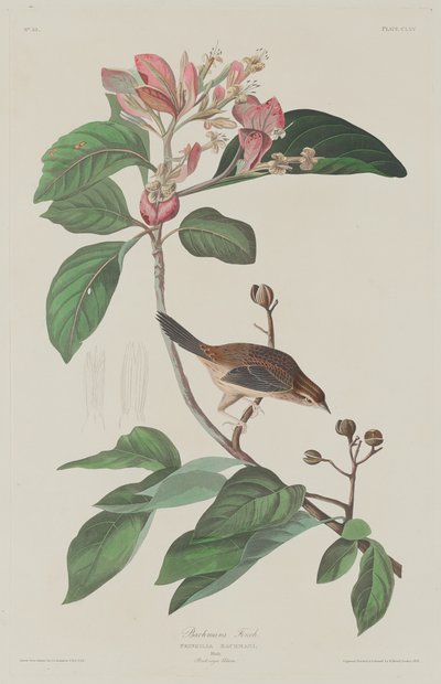 Bachmans Vink door Robert Havell after John James Audubon