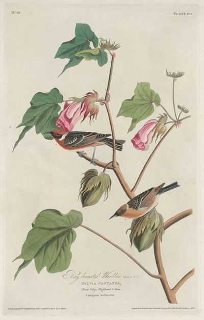 Baardzanger door Robert Havell after John James Audubon