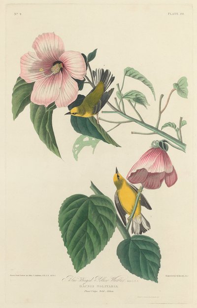 Blauwgevleugelde Gele Zanger door Robert Havell after John James Audubon